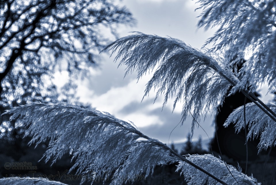 Plants hanging heavy before the dawn