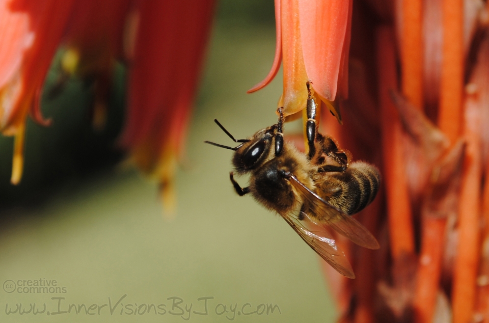Bee taking a break while gathering nectar