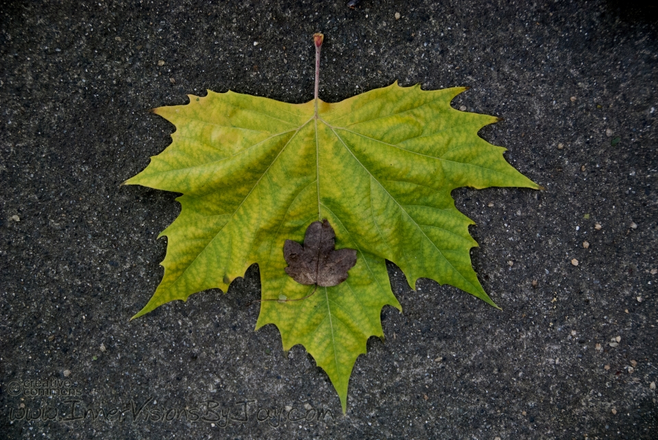 Small leaf on big leaf