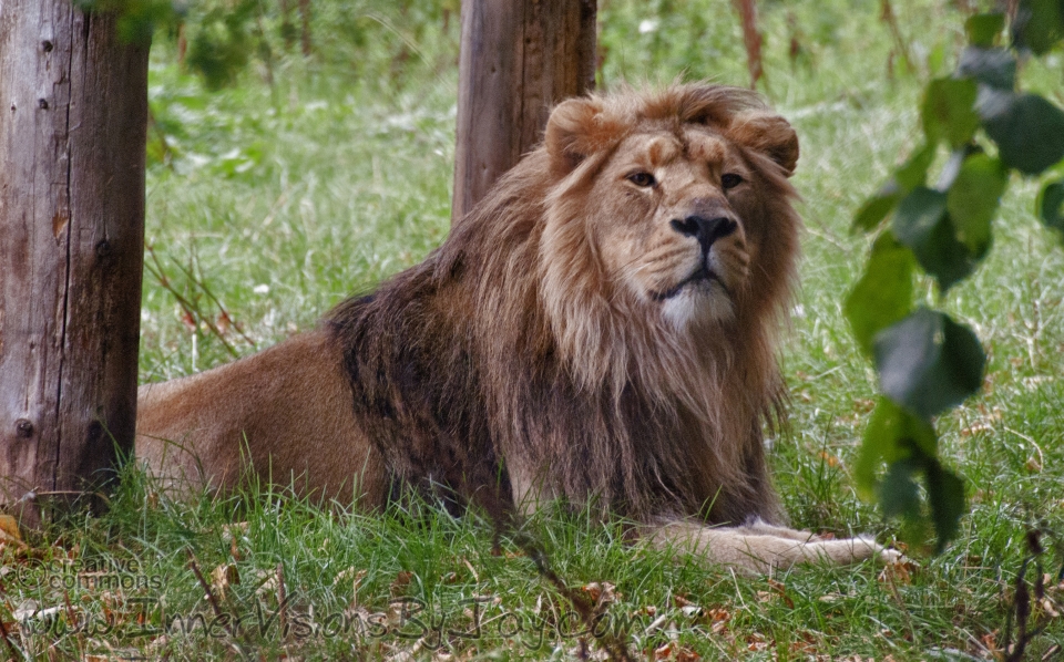 Lion sitting in judgment