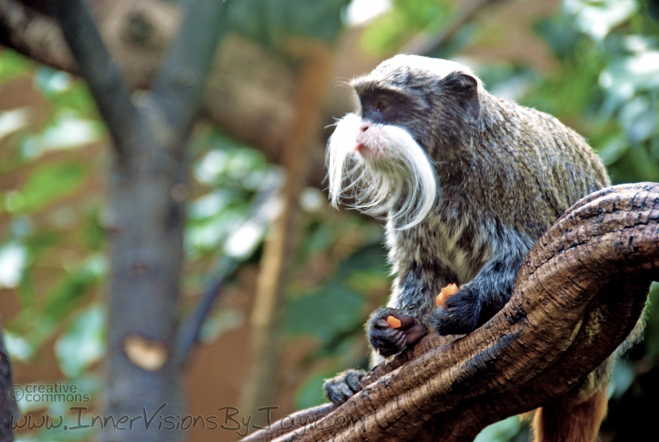 Heavily moustached primate enjoying a carrot