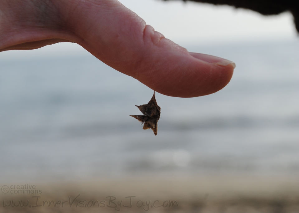 Ocean thorn hanging from a thumb
