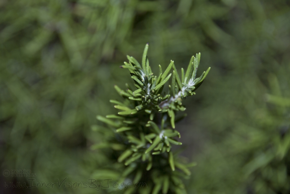 Top-down view of growing rosemary branch