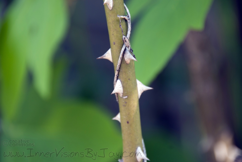 Stick of thorns
