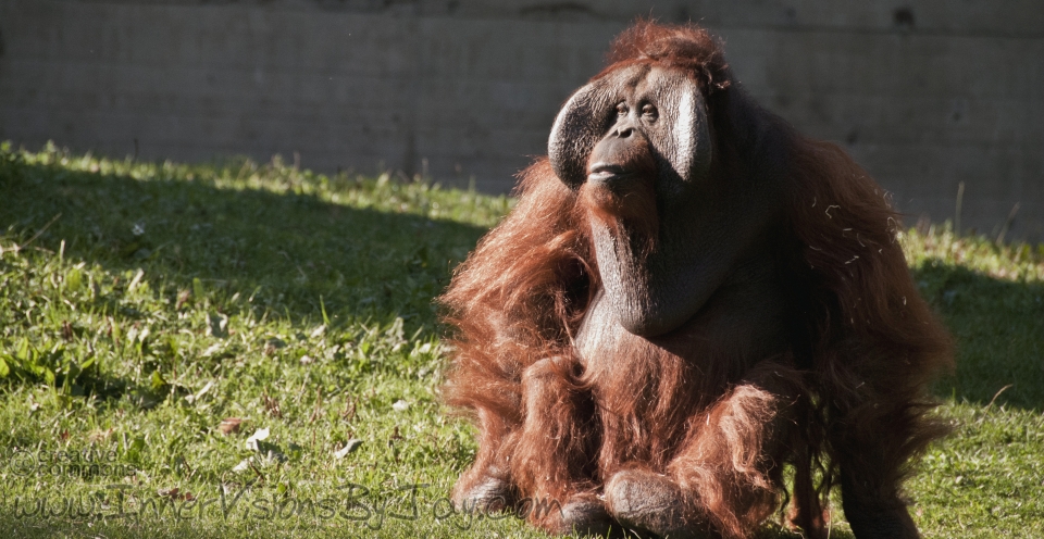 Hairy male ape surveying his domain