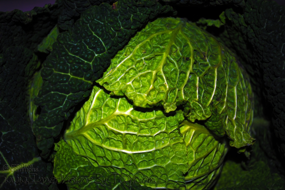 Close-up of a green cabbage